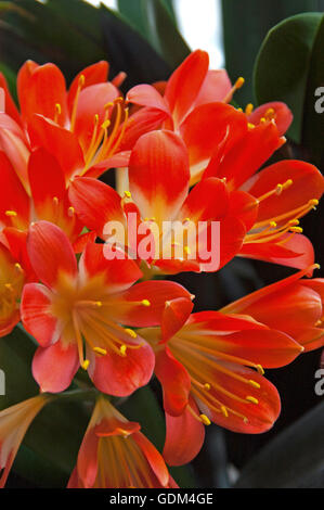 CLIVIA miniata, kafir, LILY Banque D'Images