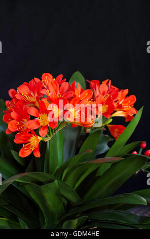 CLIVIA miniata, kafir, LILY Banque D'Images