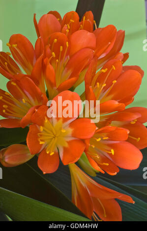 CLIVIA miniata, kafir, LILY Banque D'Images