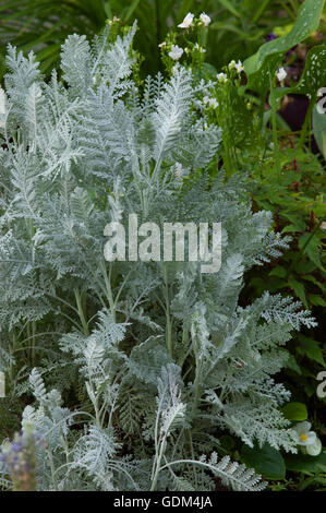 Dusty Miller, Senecio cineraria, argent, dentelle, Banque D'Images