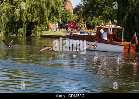 Chertsey, Angleterre. 18 juillet, 2016. Neiges décoller de la Tamise pendant la première journée de la Swan Augmenter recensement. Swan augmenter est une cérémonie annuelle de cinq jours recensement swan exigeant la collecte, le marquage et la libération de tous les cygnets, ou le cygne tuberculé, sur la Tamise. Elle remonte à plus de 800 ans, à quand l'État revendiqué la propriété de tous les cygnes tuberculés. Le premier jour du recensement a lieu entre Sunbury et de Windsor. Credit : Mark Kerrison/Alamy Live News Banque D'Images