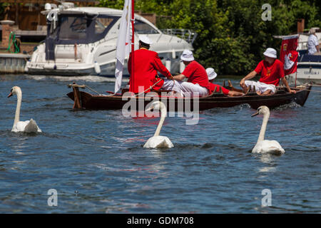 Staines, Royaume-Uni. 18 juillet, 2016. Le Queen's Swan Marqueur, David Barber, avec les autres Swan empeignes sur la Tamise au cours de la première journée de la Swan Augmenter recensement. Swan augmenter est une cérémonie annuelle de cinq jours recensement swan exigeant la collecte, le marquage et la libération de tous les cygnets, ou le cygne tuberculé, sur la Tamise. Elle remonte à plus de 800 ans, à quand l'État revendiqué la propriété de tous les cygnes tuberculés. Le premier jour du recensement a lieu entre Sunbury et de Windsor. Credit : Mark Kerrison/Alamy Live News Banque D'Images