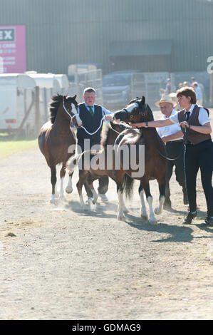 Llanelwedd, Powys, au Royaume-Uni. 19 juillet 2016. Les exposants apportent leurs chevaux à l'anneau principal sur un très chaud pour commencer la journée le 2ème jour de la Royal Welsh Show agricole 2016 avec les prévisions de températures dans le haut 20 degrés centigrades. Credit : Graham M. Lawrence/Alamy Live News. Banque D'Images