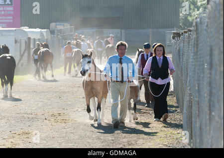 Llanelwedd, Powys, au Royaume-Uni. 19 juillet 2016. Les exposants apportent leurs chevaux à l'anneau principal sur un très chaud pour commencer la journée le 2ème jour de la Royal Welsh Show agricole 2016 avec les prévisions de températures dans le haut 20 degrés centigrades. Credit : Graham M. Lawrence/Alamy Live News. Banque D'Images