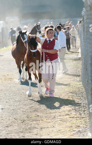 Llanelwedd, Powys, au Royaume-Uni. 19 juillet 2016. Les exposants apportent leurs chevaux à l'anneau principal sur un très chaud pour commencer la journée le 2ème jour de la Royal Welsh Show agricole 2016 avec les prévisions de températures dans le haut 20 degrés centigrades. Credit : Graham M. Lawrence/Alamy Live News. Banque D'Images