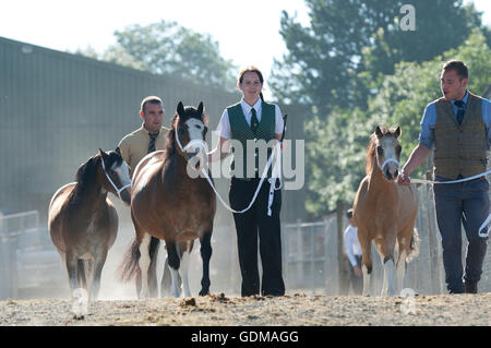 Llanelwedd, Powys, au Royaume-Uni. 19 juillet 2016. Les exposants apportent leurs chevaux à l'anneau principal sur un très chaud pour commencer la journée le 2ème jour de la Royal Welsh Show agricole 2016 avec les prévisions de températures dans le haut 20 degrés centigrades. Credit : Graham M. Lawrence/Alamy Live News. Banque D'Images