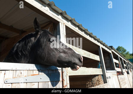 Llanelwedd, Powys, au Royaume-Uni. 19 juillet 2016. le 2ème jour de la Royal Welsh Show agricole 2016 avec les prévisions de températures dans le haut 20 degrés centigrades. Credit : Graham M. Lawrence/Alamy Live News. Banque D'Images