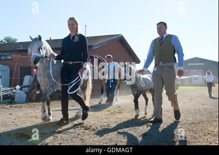 Llanelwedd, Powys, au Royaume-Uni. 19 juillet 2016. Les exposants apportent leurs chevaux pour juger dans le ring le 2ème jour de la Royal Welsh Show agricole 2016 avec les prévisions de températures dans le haut 20 degrés centigrades. Credit : Graham M. Lawrence/Alamy Live News. Banque D'Images