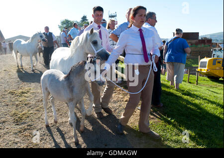 Llanelwedd, Powys, au Royaume-Uni. 19 juillet 2016. Les exposants apportent leurs chevaux pour juger dans le ring le 2ème jour de la Royal Welsh Show agricole 2016 avec les prévisions de températures dans le haut 20 degrés centigrades. Credit : Graham M. Lawrence/Alamy Live News. Banque D'Images