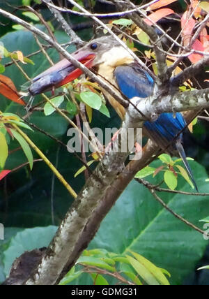 L'île de Bintan, Indonésie. 20 juillet, 2016. La cigogne-billed kingfisher (Pelargopsis capensis) vu manger le poisson-chat, le 20 juillet 2016, l'île de Bintan dans la province de Riau en Indonésie. La cigogne-billed Kingfisher Kingfisher est un arbre qui est largement mais peu distribué dans les régions tropicales de l'Inde et l'Asie du sud-est, de l'Inde à l'Indonésie. Ce résident est kingfisher dans toute son aire de répartition. C'est une très grosse kingfisher, mesurant 35 à 38 cm (14 à 15 po) de longueur.L'adulte a un dos vert, bleu, ailes et queue gris et tête. Ses parties inférieures sont chamois et du cou. Credit : Yuli Seperi/Alamy vivre Banque D'Images