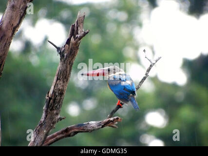 L'île de Bintan, Indonésie. 20 juillet, 2016. La cigogne-billed kingfisher (Pelargopsis capensis) vu la perche sur vieil arbre le 20 juillet 2016, l'île de Bintan dans la province de Riau en Indonésie. La cigogne-billed Kingfisher Kingfisher est un arbre qui est largement mais peu distribué dans les régions tropicales de l'Inde et l'Asie du sud-est, de l'Inde à l'Indonésie. Ce résident est kingfisher dans toute son aire de répartition. C'est une très grosse kingfisher, mesurant 35 à 38 cm (14 à 15 po) de longueur.L'adulte a un dos vert, bleu, ailes et queue gris et tête. Ses parties inférieures sont chamois et du cou. © Yuli Seperi/Alamy Live N Banque D'Images