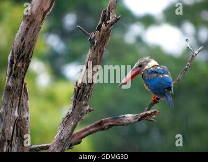 Bintan, Indonésie. 20 juillet, 2016. La cigogne-billed kingfisher (Pelargopsis capensis) vu la perche sur vieil arbre le 20 juillet 2016, l'île de Bintan dans la province de Riau en Indonésie. La cigogne-billed Kingfisher Kingfisher est un arbre qui est largement mais peu distribué dans les régions tropicales de l'Inde et l'Asie du sud-est, de l'Inde à l'Indonésie. Ce résident est kingfisher dans toute son aire de répartition. C'est une très grosse kingfisher, mesurant 35 à 38 cm (14 à 15 po) de longueur.L'adulte a un dos vert, bleu, ailes et queue gris et tête. © ZUMA Press, Inc./Alamy Live News Banque D'Images