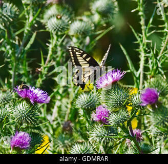 Western Tiger Swallowtail sur Thistle flower Banque D'Images