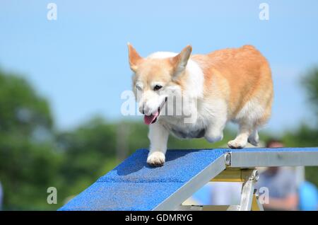 Welch Corgi Pembroke s'exécutant sur un chien à pied à un procès d'Agilité Banque D'Images