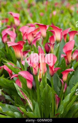 Zantedeschia 'Chiot' fleurs en croissance à l'extérieur. Banque D'Images