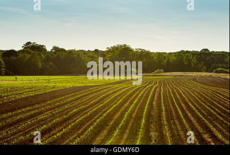 Champ nouvellement plantés sur une ferme dans l'Est de Long Island, NY Banque D'Images