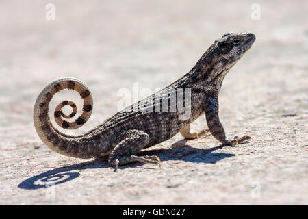 Le lézard curly nord (Leiocephalus), Cuba Banque D'Images