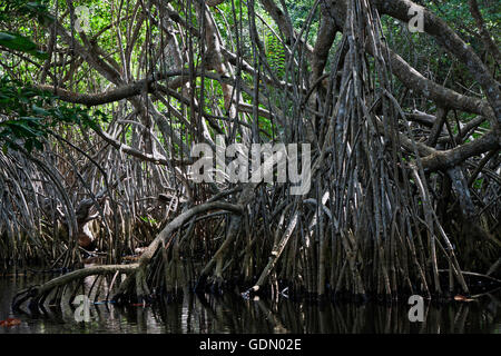 Les mangroves au beach Playa Maguana Baracoa, dans la province de Guantánamo, Cuba Banque D'Images