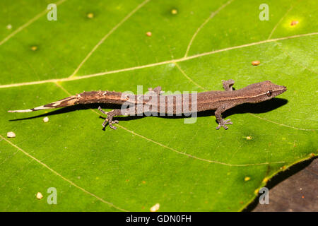 Madagascar Clawless Gecko (Ebenavia inunguis), Nosy Mangabe, est de Madagascar, Madagascar Banque D'Images