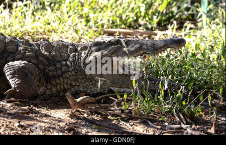 Madagascar le crocodile du Nil (Crocodylus niloticus madagascariensis) avec la bouche ouverte, Antananarivo, Madagascar, Madagascar centrale Banque D'Images