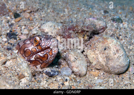 Serpent Napoléon Ophichthus bonaparti (anguilles), le sable, l'archipel Tukangbesi, Parc National de Wakatobi, Banda Sea Banque D'Images