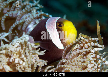 Poisson clown de Clark (Amphiprion clarkii) dans l'anémone de mer de perles (Heteractis aurora), archipel Tukangbesi Banque D'Images