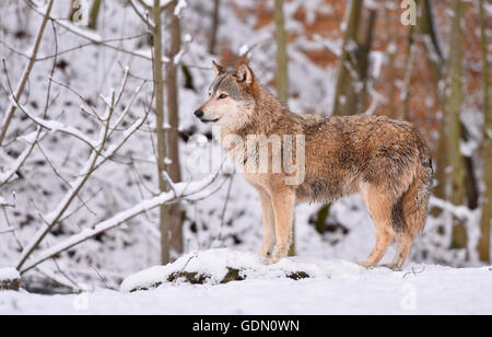Le loup de l'homme, le loup de l'Est (Canis lupus lycaon) en hiver, à l'affût, Bade-Wurtemberg, Allemagne Banque D'Images