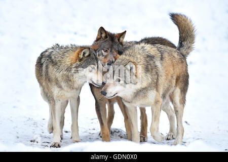 Un vieux loup de l'an, l'Est de timber wolf (Canis lupus lycaon), les jeunes loups jouer en hiver, Bade-Wurtemberg, Allemagne Banque D'Images
