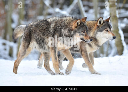 Loups de l'Est, le loup ordinaire de l'Est (Canis lupus lycaon) dans la neige, la traque, Bade-Wurtemberg, Allemagne Banque D'Images