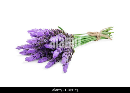 Ensemble de fleurs de lavande isolé sur fond blanc Banque D'Images