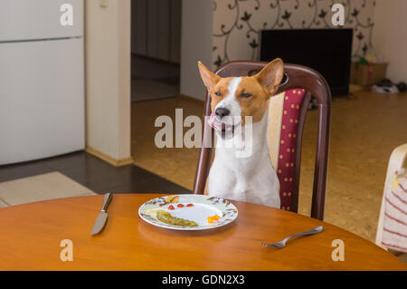 Chien Basenji est satisfait du service dans un restaurant Banque D'Images