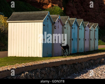 Scène de bord de mer représentant une rangée de cabines de plage multicolores avec chien noir passé au trot, plage de galets et la côte jurassique. Banque D'Images
