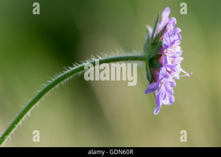 Field scabious (Knautia arvensis) fleurs. Fleur pourpre de plante velue dans la famille Caprifoliaceae, en fleurs Banque D'Images