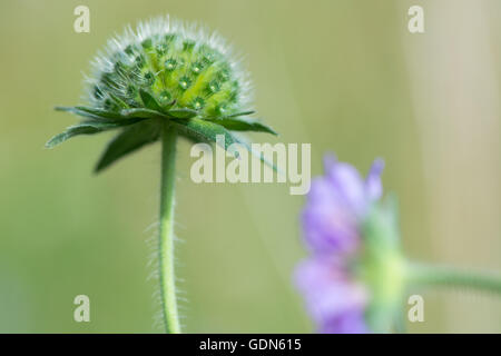 Field scabious (Knautia arvensis) bouton floral. Inflorescence non ouvert de fleurs de plante de la famille Caprifoliaceae, en fleurs Banque D'Images