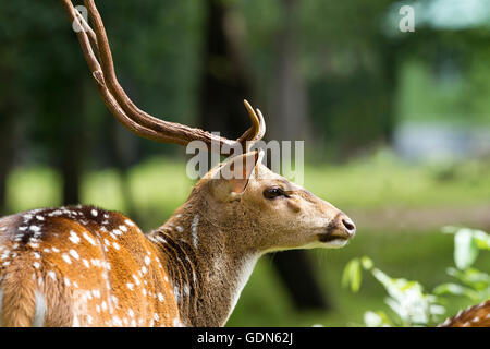 Spotted Deer dans le Parc National de Nagarhole Karnataka Banque D'Images