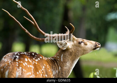 Spotted Deer dans le Parc National de Nagarhole Karnataka Banque D'Images