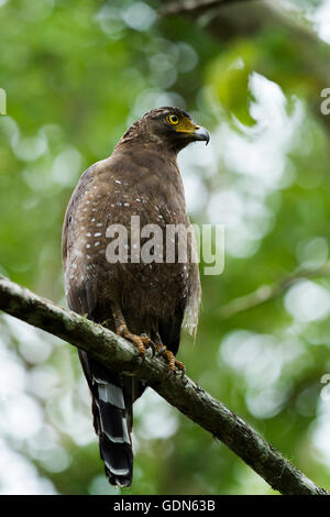 Aigle Serpent assis sur une branche d'arbre Banque D'Images