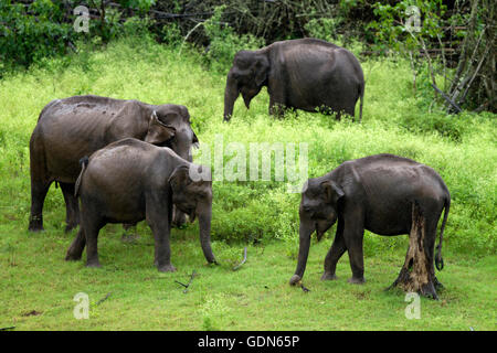 Un groupe d'éléphants sauvages d'Asie avec cub marcher sur l'herbe dans un jour de pluie Banque D'Images