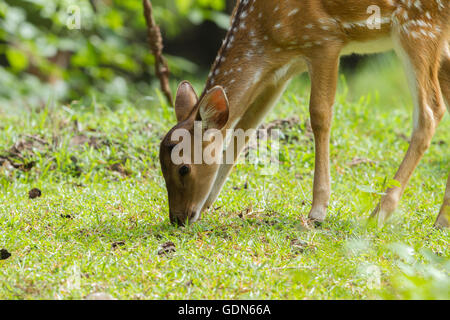 Spotted Deer dans le Parc National de Nagarhole Karnataka Banque D'Images