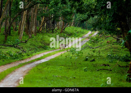 Spotted deer crossing Green Forest route boueuse en jour de pluie Banque D'Images