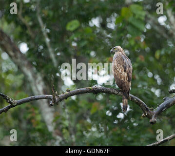 La variable hawk-crested eagle ou hawk-eagle (Nisaetus cirrhatus) dans la pluie Banque D'Images