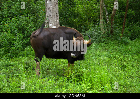 Le gaur ou bison indien en mouvement Banque D'Images