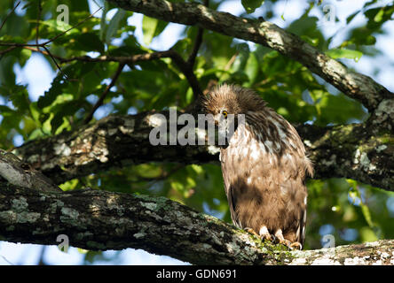 Hawk Eagle variables reposant sur un perchoir Banque D'Images