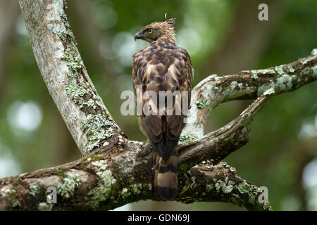 Hawk Eagle variables reposant sur un perchoir Banque D'Images