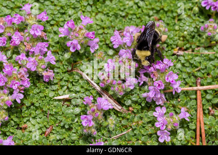 Bourdon se nourrissant de nectar de la fleur de thym rampant un Banque D'Images