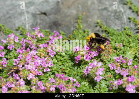 Bourdon se nourrissant de nectar de la fleur de thym rampant un Banque D'Images