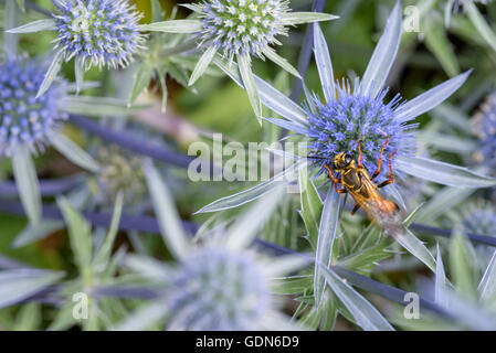 Alimentation guêpe sur le nectar d'un globe thistle bleu Banque D'Images