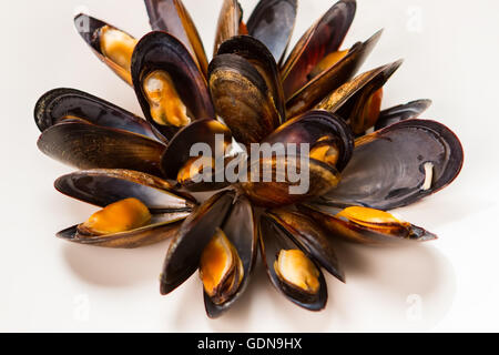 Les moules cuites sur fond blanc. Banque D'Images