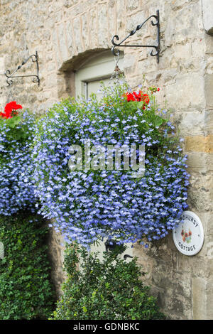 Lobelia 'techno blue' paniers suspendus à l'extérieur d'un chalet à Stow on the Wold, Cotswolds, Gloucestershire, Angleterre Banque D'Images