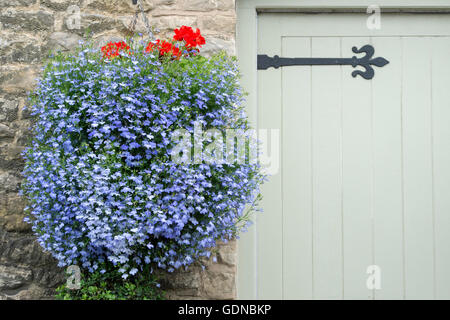 Lobelia 'techno blue' paniers suspendus à l'extérieur d'un chalet à Stow on the Wold, Cotswolds, Gloucestershire, Angleterre Banque D'Images